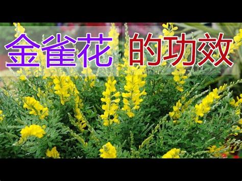 金雀花|金雀花